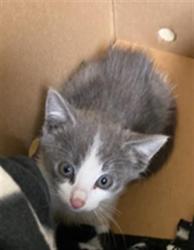 Shelter Stray Male Cat last seen COMMERCE CIR & LATHROP WAY, 2127 Front St, Sacramento, CA 95818, USA
