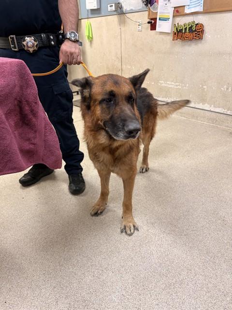 Shelter Stray Male Dog last seen Near BLOCK OLD ELSINORE RD, PERRIS, CA, 6851 Van Buren Boulevard, Jurupa Valley, CA 92509, USA