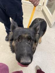 Shelter Stray Female Dog last seen Near BLOCK OLD ELSINORE RD, PERRIS, CA, 6851 Van Buren Boulevard, Jurupa Valley, CA 92509, USA
