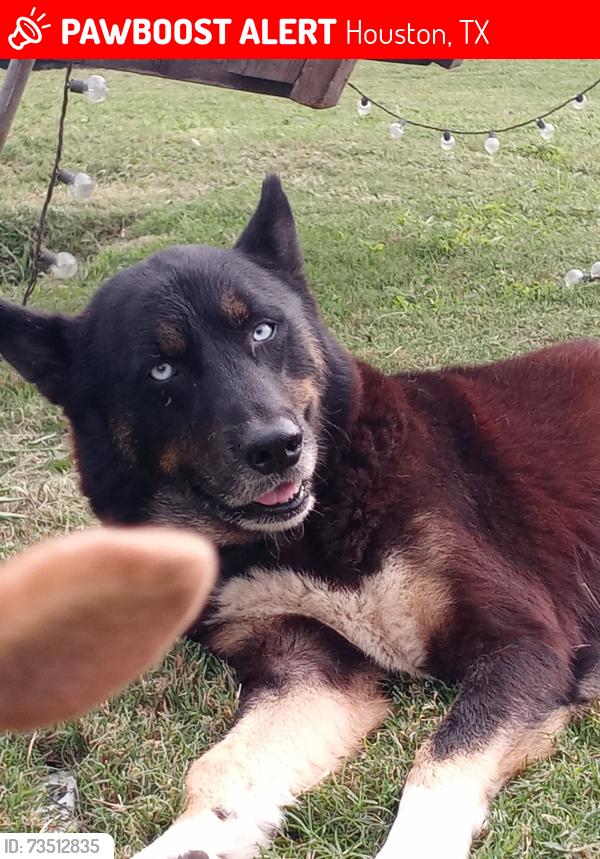 Lost Male Dog last seen Parker rd, Houston, TX 77093