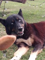 Lost Male Dog last seen Parker rd, Houston, TX 77093