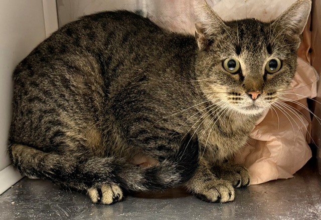 Shelter Stray Male Cat last seen Near BLOCK RIVERDALE RD, 12155 Park Blvd, Brighton, CO 80601, USA