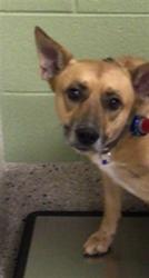 Shelter Stray Male Dog last seen Near BLOCK FOREST ST, 12155 Park Blvd, Brighton, CO 80601, USA