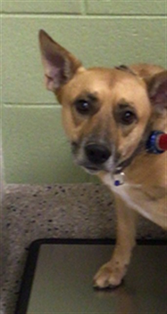 Shelter Stray Male Dog last seen Near BLOCK FOREST ST, 12155 Park Blvd, Brighton, CO 80601, USA