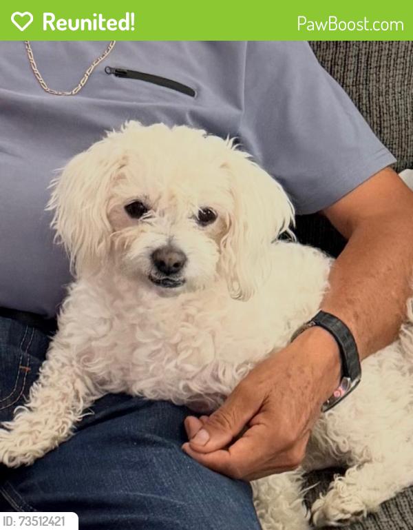 Reunited Male Dog last seen dix and moran lincoln park michigan, Lincoln Park, MI 48146