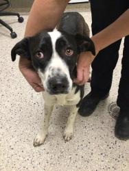 Shelter Stray Female Dog last seen Near BLOCK FOREST ST, 12155 Park Blvd, Brighton, CO 80601, USA