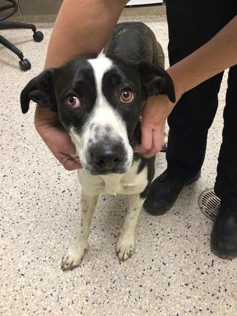Shelter Stray Female Dog last seen Near BLOCK FOREST ST, 12155 Park Blvd, Brighton, CO 80601, USA