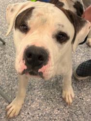 Shelter Stray Male Dog last seen 75TH & PIKE ST, 12155 Park Blvd, Brighton, CO 80601, USA