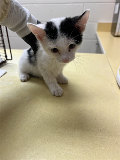 Shelter Stray Unknown Cat last seen Near BLOCK ANTELOPE TRAIL, COTOPAXI, CO 81223, 610 Abbot Ln, Colorado Springs, CO 80905, USA