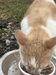 Found/Stray Unknown Cat last seen Water tower, Arcadia, OK 73007
