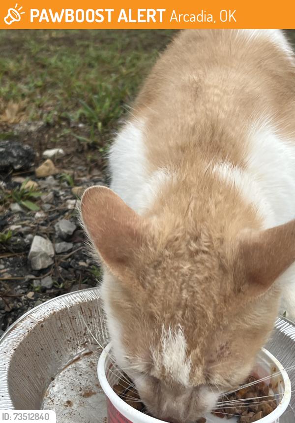 Found/Stray Unknown Cat last seen Water tower, Arcadia, OK 73007