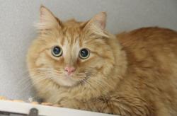 Shelter Stray Male Cat last seen , 4000 N Silverbell Rd, Tucson, AZ 85745, USA