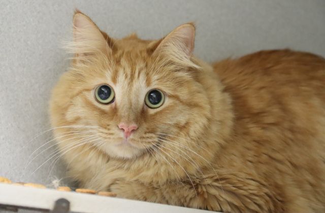 Shelter Stray Male Cat last seen , 4000 N Silverbell Rd, Tucson, AZ 85745, USA