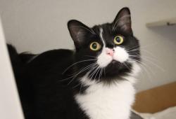 Shelter Stray Female Cat last seen , 4000 N Silverbell Rd, Tucson, AZ 85745, USA