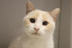 Shelter Stray Male Cat last seen , 4000 N Silverbell Rd, Tucson, AZ 85745, USA