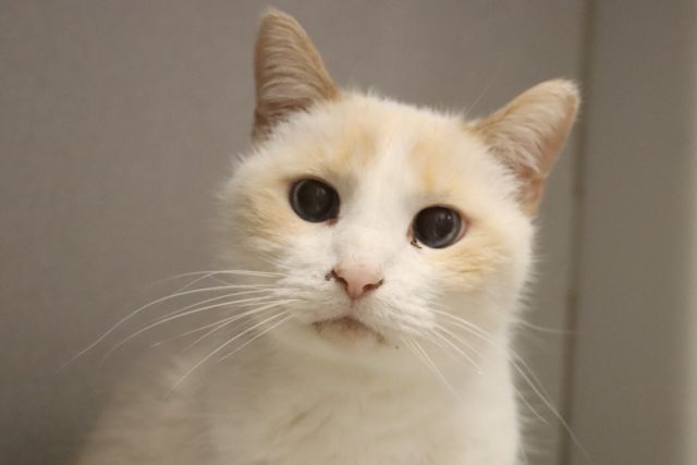 Shelter Stray Male Cat last seen , 4000 N Silverbell Rd, Tucson, AZ 85745, USA