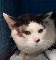 Shelter Stray Male Cat last seen , 4000 N Silverbell Rd, Tucson, AZ 85745, USA