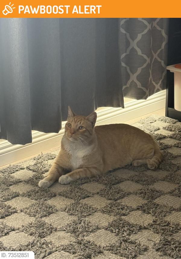 Found/Stray Male Cat last seen South San franco, South San Francisco, CA 94080