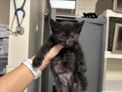 Shelter Stray Male Cat last seen SEVERIN ST, 1601 Eubanks Rd, Chapel Hill, NC 27516, USA