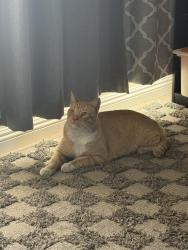 Found/Stray Male Cat last seen South San franco, South San Francisco, CA 94080