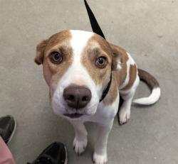 Shelter Stray Female Dog last seen , 4000 N Silverbell Rd, Tucson, AZ 85745, USA
