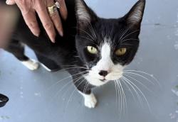 Found/Stray Female Cat last seen Knob Creek Rd. North, Seymour, TN 37865