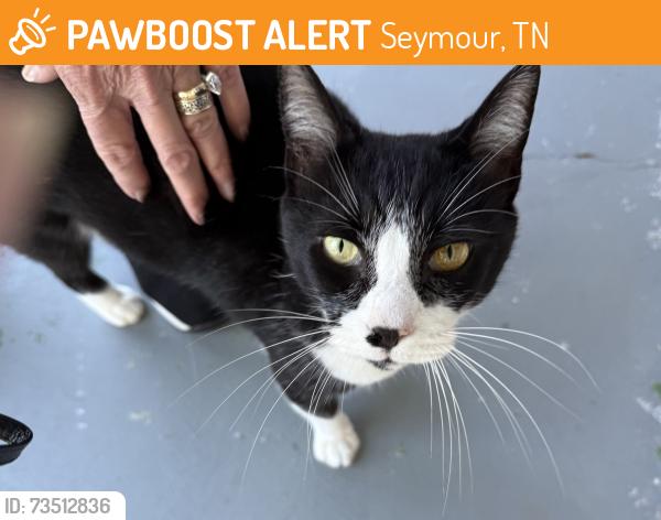 Found/Stray Female Cat last seen Knob Creek Rd. North, Seymour, TN 37865
