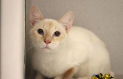 Shelter Stray Male Cat last seen , 4000 N Silverbell Rd, Tucson, AZ 85745, USA