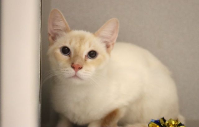 Shelter Stray Male Cat last seen , 4000 N Silverbell Rd, Tucson, AZ 85745, USA