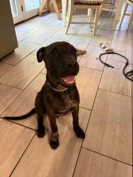 Reunited Male Dog last seen S Elm St, High Point, NC 27260, USA, High Point, NC 27260