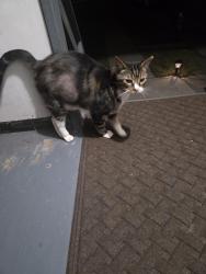 Found/Stray Male Cat last seen Near the Taylor Walmart on Snyder Ave, Scranton, PA 18504