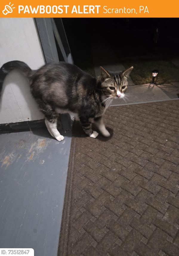 Found/Stray Male Cat last seen Near the Taylor Walmart on Snyder Ave, Scranton, PA 18504