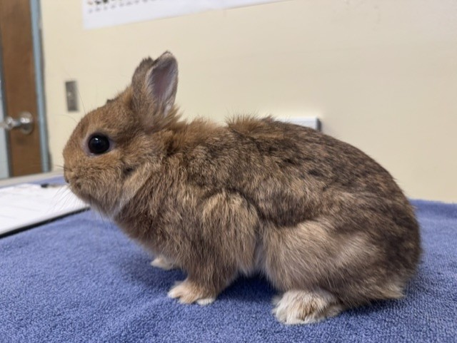 Shelter Stray Female Other last seen Near BLOCK TOMAHAWK PLACE FREMONT, 1950 Stevenson Blvd, Fremont, CA 94538, USA