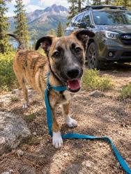 Shelter Stray Male Dog last seen ARDENWOOD BLVD JACK IN THE BOX, 1950 Stevenson Blvd, Fremont, CA 94538, USA