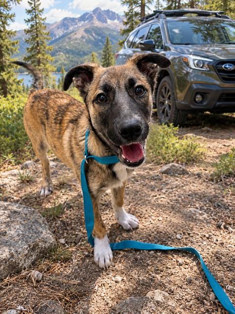 Shelter Stray Male Dog last seen ARDENWOOD BLVD JACK IN THE BOX, 1950 Stevenson Blvd, Fremont, CA 94538, USA