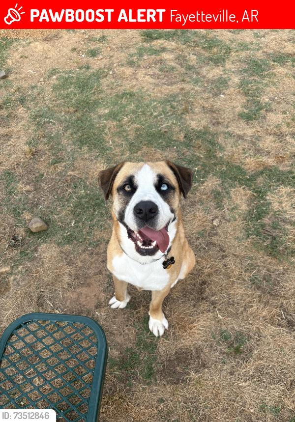 Lost Male Dog last seen Cleveland Street, Fayetteville, AR 72701