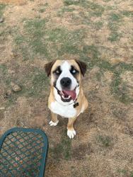 Lost Male Dog last seen Cleveland Street, Fayetteville, AR 72701
