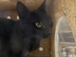 Shelter Stray Female Cat last seen , 3201 Lacy St, Los Angeles, CA 90031, USA