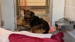 Shelter Stray Male Dog last seen Near BLOCK E DIAMOND ST, 5501 E Van Buren St, Phoenix, AZ 85008, USA