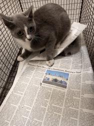 Shelter Stray Female Cat last seen , 3201 Lacy St, Los Angeles, CA 90031, USA