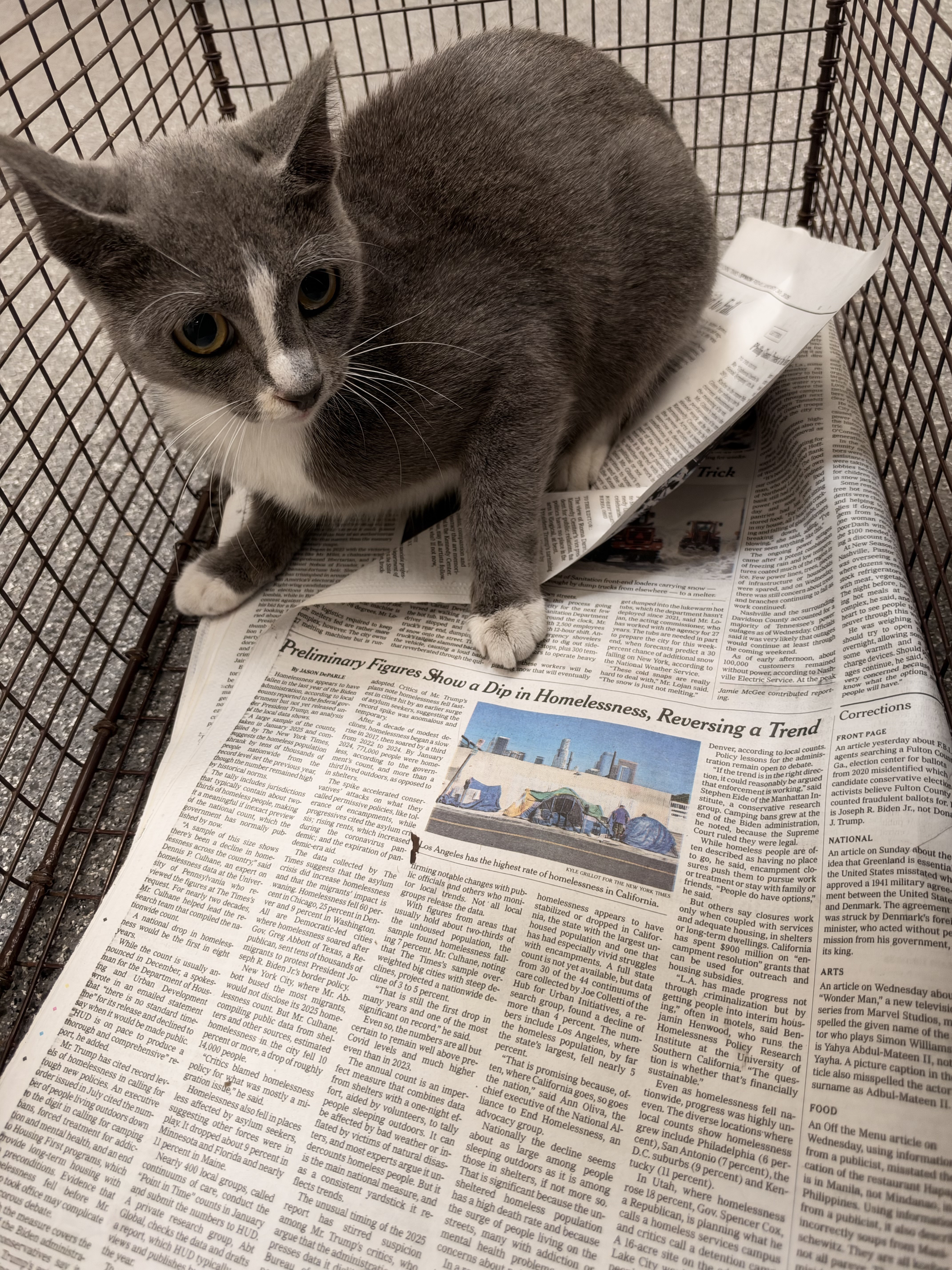 Shelter Stray Female Cat last seen , 3201 Lacy St, Los Angeles, CA 90031, USA