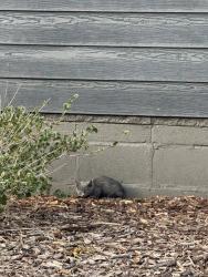 Found/Stray Unknown Cat last seen Black hse on corner, Englewood, CO 80113