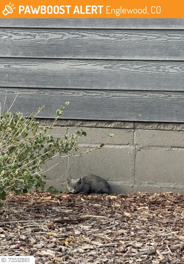 Found/Stray Unknown Cat last seen Black hse on corner, Englewood, CO 80113