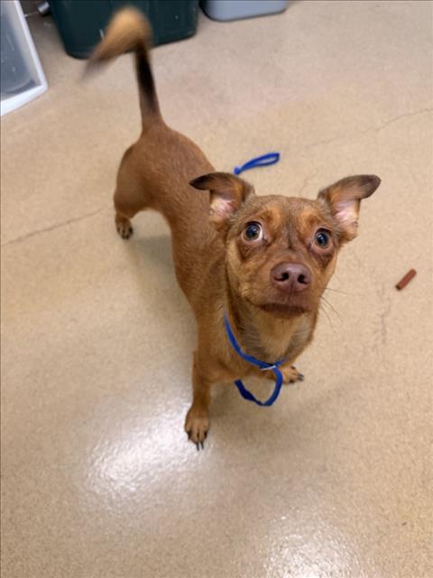 Shelter Stray Male Dog last seen MARIN/S GARDEN, 16 Barnes Ct, Hayward, CA 94544, USA