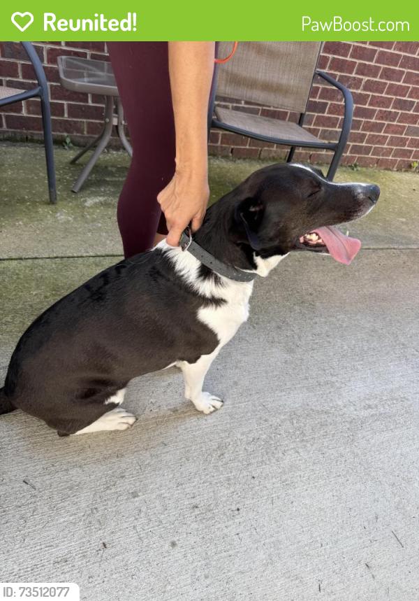 Reunited Male Dog last seen Carothers Pkwy & Scouting Dr, Franklin, TN 37064