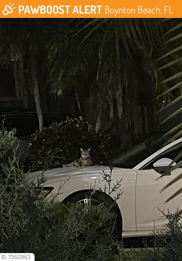 Found/Stray Female Cat last seen Fosters Mill / Miner Road / Lawrence, Boynton Beach, FL 33436