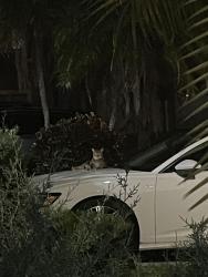 Found/Stray Female Cat last seen Fosters Mill / Miner Road / Lawrence, Boynton Beach, FL 33436
