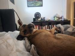 Reunited Female Dog last seen Post office on adams, San Diego, CA 92104