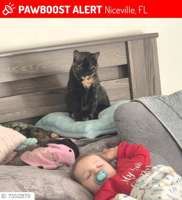 Lost Female Cat last seen John Sims, Niceville, FL 32578