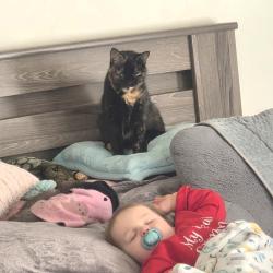 Lost Female Cat last seen John Sims, Niceville, FL 32578